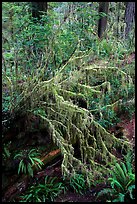 Hanging mosses on tree growing out of giant fallen redwood, Simpson-Reed Grove, Jedediah Smith Redwoods State Park. Redwood National Park ( color)