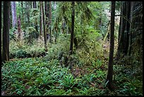 Luxuriant forest, Simpson-Reed Grove, Jedediah Smith Redwoods State Park. Redwood National Park ( color)