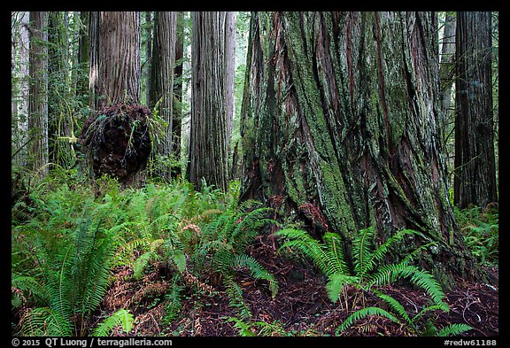Ferns and giant redwoods, Simpson-Reed Grove, Jedediah Smith Redwoods State Park. Redwood National Park (color)