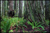 Ferns and giant redwoods, Simpson-Reed Grove, Jedediah Smith Redwoods State Park. Redwood National Park ( color)