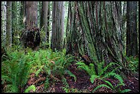 Ferns and giant redwoods, Simpson-Reed Grove, Jedediah Smith Redwoods State Park. Redwood National Park ( color)