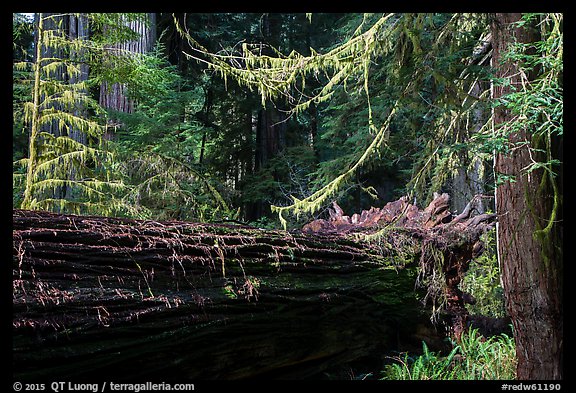 Fallen redwood in luxuriant forest, Simpson-Reed Grove, Jedediah Smith Redwoods State Park. Redwood National Park (color)