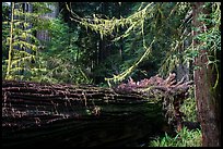 Fallen redwood in luxuriant forest, Simpson-Reed Grove, Jedediah Smith Redwoods State Park. Redwood National Park ( color)