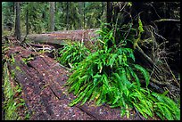 Giant fallen redwood trees, Simpson-Reed Grove, Jedediah Smith Redwoods State Park. Redwood National Park ( color)