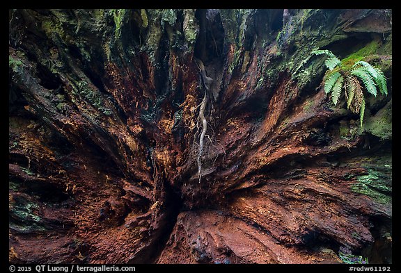 Roots of fallen redwood tree and fern, Simpson-Reed Grove, Jedediah Smith Redwoods State Park. Redwood National Park (color)