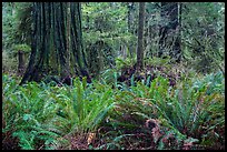 Jungle-like redwood forest, Simpson-Reed Grove, Jedediah Smith Redwoods State Park. Redwood National Park ( color)