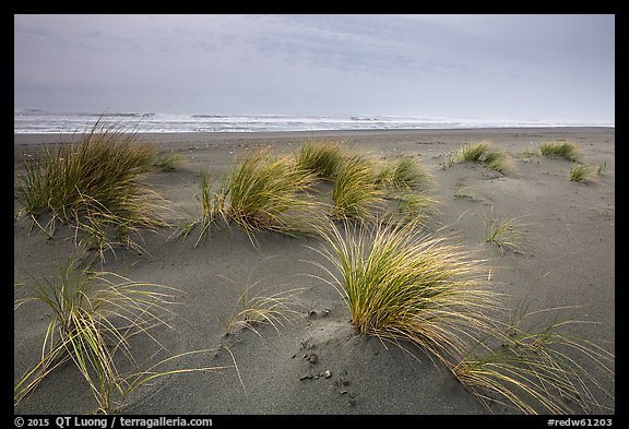 Dune grass, Gold Bluffs Beach, Prairie Creek Redwoods State Park. Redwood National Park, California, USA.