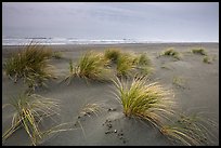 Dune grass, Gold Bluffs Beach, Prairie Creek Redwoods State Park. Redwood National Park ( color)