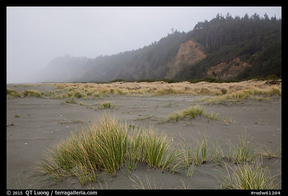Dune grass, bluff in fog, Gold Bluffs Beach, Prairie Creek Redwoods State Park. Redwood National Park, California, USA.