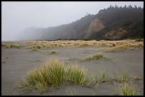 Dune grass, bluff in fog, Gold Bluffs Beach, Prairie Creek Redwoods State Park. Redwood National Park ( color)