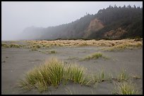 Dune grass, bluff in fog, Gold Bluffs Beach, Prairie Creek Redwoods State Park. Redwood National Park ( color)