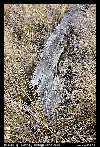 Tall grass and weathered driftwood, Prairie Creek Redwoods State Park. Redwood National Park (color)