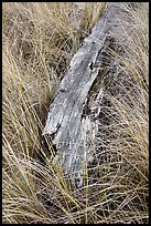 Tall grass and weathered driftwood, Prairie Creek Redwoods State Park. Redwood National Park ( color)