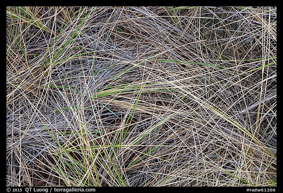 Close-up of tall grass, Gold Bluffs Beach, Prairie Creek Redwoods State Park. Redwood National Park (color)