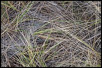 Close-up of tall grass, Gold Bluffs Beach, Prairie Creek Redwoods State Park. Redwood National Park ( color)