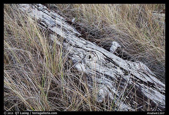 Tall grass and weathered log, Prairie Creek Redwoods State Park. Redwood National Park (color)