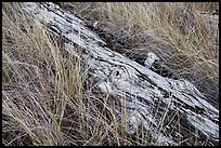 Tall grass and weathered log, Prairie Creek Redwoods State Park. Redwood National Park ( color)