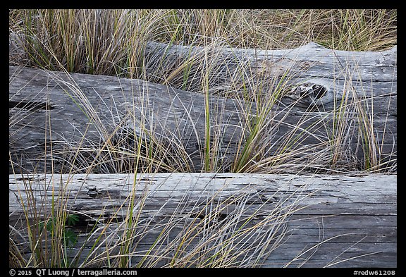 Weathered driftwood logs in tall grass, Prairie Creek Redwoods State Park. Redwood National Park (color)