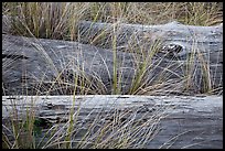 Weathered driftwood logs in tall grass, Prairie Creek Redwoods State Park. Redwood National Park ( color)