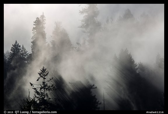 Trees and lifting fog. Redwood National Park (color)