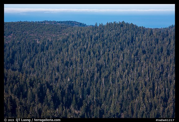 Distant view of redwood forest and ocean from Redwood Creek Overlook. Redwood National Park (color)