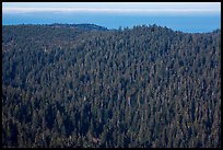 Distant view of redwood forest and ocean from Redwood Creek Overlook. Redwood National Park ( color)