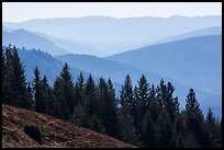 Trees and ridges from Dolason Prairie. Redwood National Park ( color)