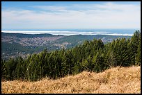 Grasses, trees, and distant Ocean from Dolason Prairie. Redwood National Park, California, USA.