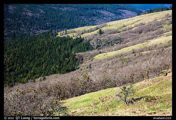 Oak woodlands and evergreens in winter from Childs Hill. Redwood National Park (color)