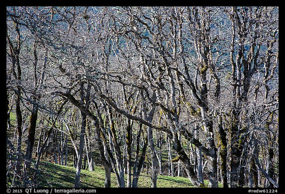 Oaks in winter. Redwood National Park (color)