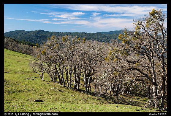 Prairie and oaks in winter near Lyons Ranch trailhead. Redwood National Park (color)