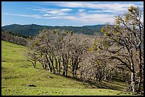 Prairie and oaks in winter near Lyons Ranch trailhead. Redwood National Park ( color)