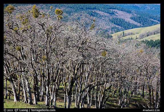 Oak woodland in winter. Redwood National Park (color)