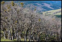 Oak woodland in winter. Redwood National Park ( color)