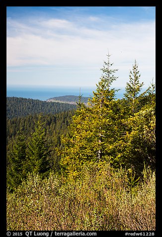 Redwood forest and Orick Hill from Redwood Creek Overlook. Redwood National Park (color)