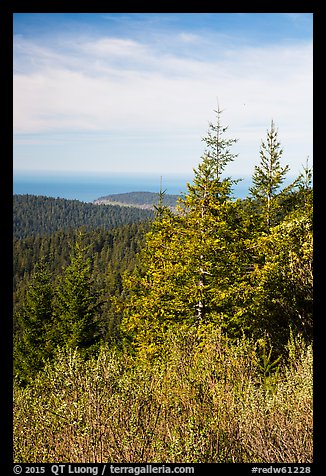 Redwood forest and Orick Hill from Redwood Creek Overlook. Redwood National Park, California, USA.