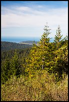 Redwood forest and Orick Hill from Redwood Creek Overlook. Redwood National Park ( color)