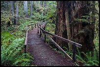 Bridge, James Irwing Trail, Prairie Creek Redwoods State Park. Redwood National Park, California, USA.