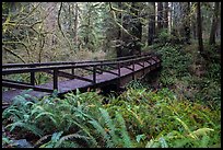 Bridge over Prairie Creek, Prairie Creek Redwoods State Park. Redwood National Park, California, USA.