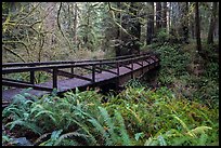 Bridge over Prairie Creek, Prairie Creek Redwoods State Park. Redwood National Park, California, USA.