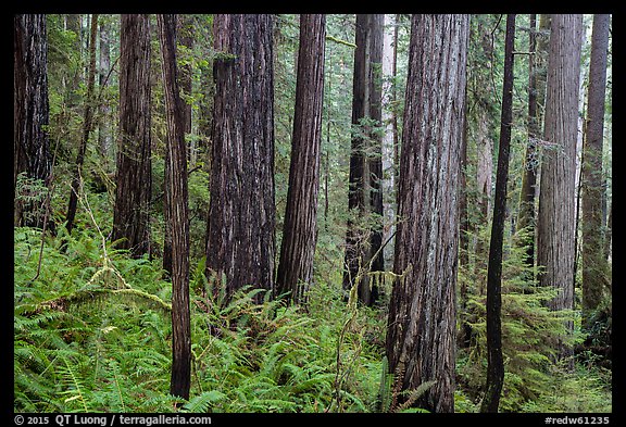 Large redwoods on hillside, Prairie Creek Redwoods State Park. Redwood National Park (color)