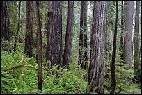 Large redwoods on hillside, Prairie Creek Redwoods State Park. Redwood National Park ( color)