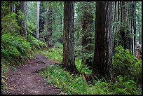 James Irwing Trail, Prairie Creek Redwoods State Park. Redwood National Park, California, USA.