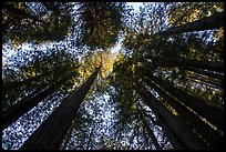 Looking up redwood trees with sunlight, Prairie Creek Redwoods State Park. Redwood National Park ( color)