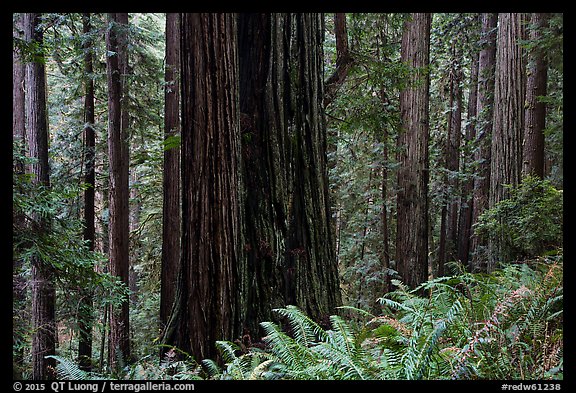 Base of giant redwood, Prairie Creek Redwoods State Park. Redwood National Park (color)