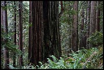 Base of giant redwood, Prairie Creek Redwoods State Park. Redwood National Park ( color)