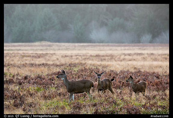 Group of young elk, Elk Prairie, Prairie Creek Redwoods State Park. Redwood National Park (color)