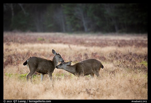 Two young elk interacting, Prairie Creek Redwoods State Park. Redwood National Park (color)
