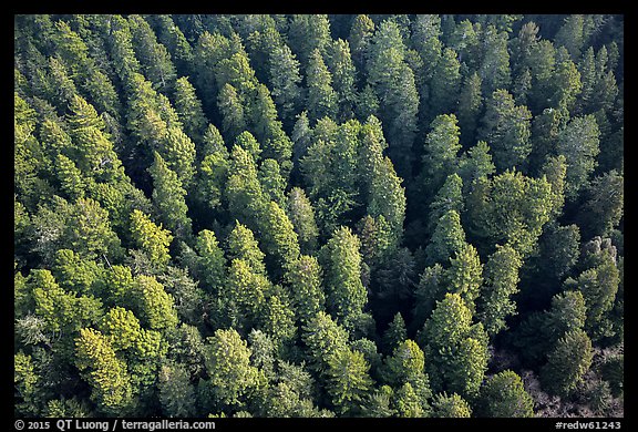 Aerial view of redwood forest treetop. Redwood National Park (color)
