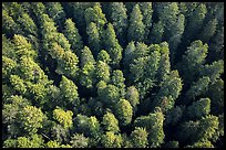 Aerial view of redwood forest canopy. Redwood National Park ( color)